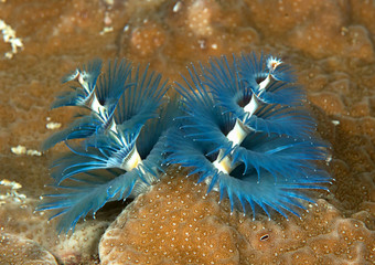 Christmas tree worm ( Spirobranchus giganteus ) opens the ambrella  , Bali, Indonesia