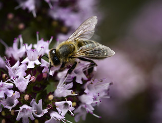 bee on violet blossom