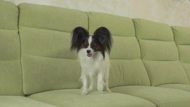 Young dog breeds Papillon Continental Toy Spaniel dog catches big ball and plays slow motion stock footage video