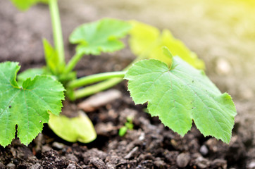 Zucchini plant in the garden. Spring time.