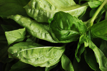 Fototapeta na wymiar On a dark wooden surface fresh basil greens. Basil is an excellent antioxidant. Basil is widely used in cooking. View from above. Close-up. Macro photography.