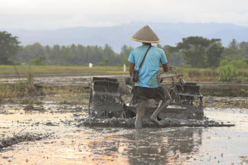 Obraz premium Farmer plowing a rice field. Yogyakarta, Indonesia.