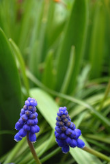 Spring flowers magic