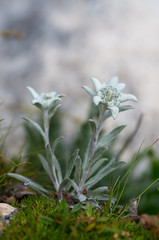 A close up of the flower edelweiss Leontopodium pallibinianum . At the mountains. Italy