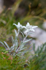 A close up of the flower edelweiss Leontopodium pallibinianum . At the mountains. Italy