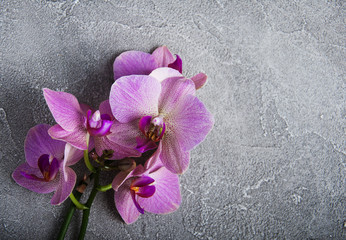 Fototapeta na wymiar Pink orchids flowers
