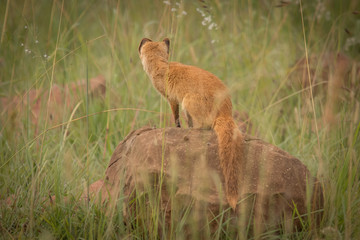 The Yellow Mongoose