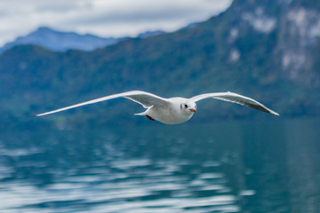 Möve im Flug