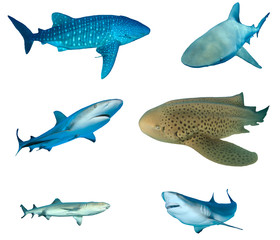 Shark species collection isolated. Whale Shark, Bull Shark, Caribbean Reef, Leopard (Zebra), Whitetip and Grey Reef Sharks on white background