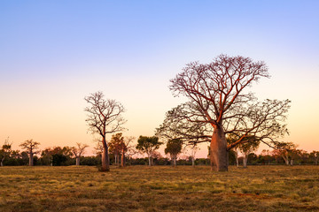 Boab (aka Baobab tree) trees at sunset in the Kimberley town of Derby, Western Australia,...