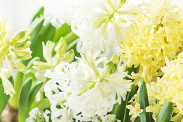Yellow and white hyacinths. Spring flowers on white background.