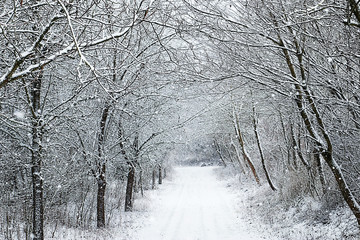 Fototapeta premium Bavaria, solitary winter path under snowfall
