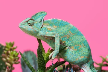 Fototapete Side view of funny tropical chameleon crawling on succulents isolated on pink © LIGHTFIELD STUDIOS