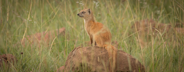 The Yellow Mongoose