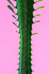 close-up view of beautiful green succulent plant with thorns and leaves isolated on pink