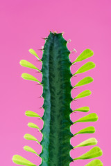 Close-up view of beautiful green cactus with thorns and leaves isolated on pink