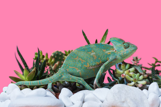 Side view of cute exotic chameleon crawling on stones and succulents isolated on pink