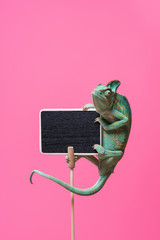beautiful tropical chameleon crawling on blank board isolated on pink