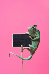 Poster beautiful tropical chameleon crawling on blank board isolated on pink © LIGHTFIELD STUDIOS