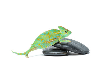 cute colorful tropical chameleon on stones isolated on white