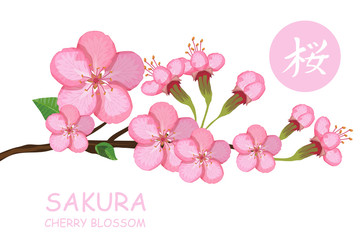 Blossom cherry tree. Traditional Japanese Sakura. Cherry blossom. Pink sakura flowers. (Chinese Translation:sakura)