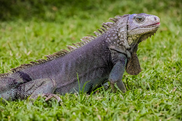 Fototapeta premium Close up of a Iguana, Harmless reptile, selective focus of a Lizard