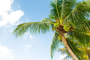coconut palm tree on sky background