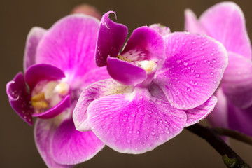 Fototapeta na wymiar orchid close up