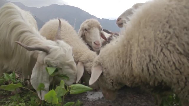 Herd or flock of Sheep and goats are eating salt to fulfil their mineral and nutritional needs