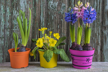 spring flowers (blue and pink hyacinths, primrose) in multicolored flowerpots on rustic background