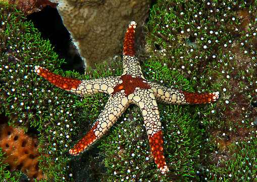 Necklace starfish or  tiled starfish ( Fromia monilis )  resting on coral of Bali