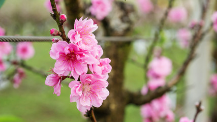 Obraz premium Pink peach blossom in the garden.