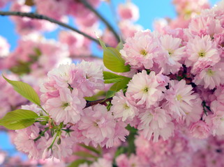 branches of cherry blossoms