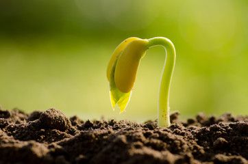 Nut Seed Germination with nature Green background