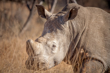 The Endangered White Rhino