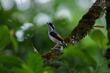 Blyth's Shrike-babbler on tree