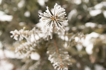 Frost in cold winter days