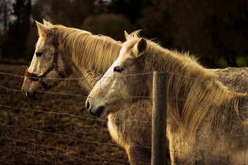 Fototapeta premium Mallorca