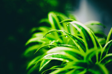Green plant with drops of water after rain, nature, ecology, spring and summer concept