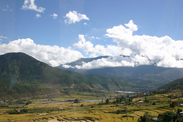 Fototapeta premium Harvested Rice Fields
