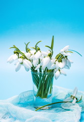 Snowdrop flowers in a vase on blue background