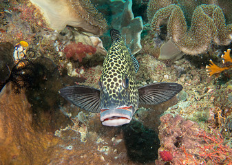 Many spotted sweetlips or  harlequin sweetlips (  Plectorhinchus chaetodonoides ) at cleaning station of Bali