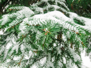 Snow on fir branches. Winter day in the forest or in the Park.