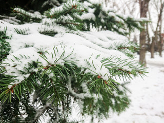 Snow on fir branches. Winter day in the forest or in the Park.