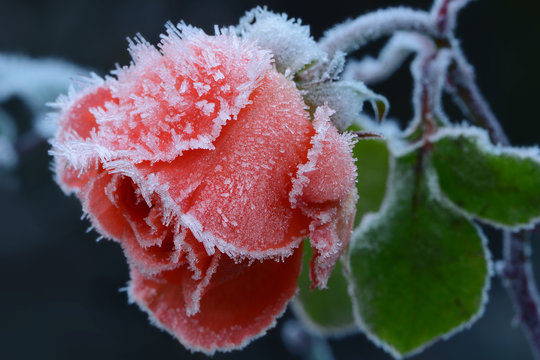 Blumen 897