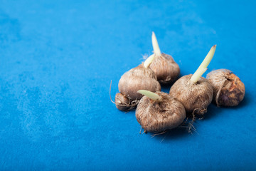 Dutch bulbs of tulips on a blue background. Copy space.