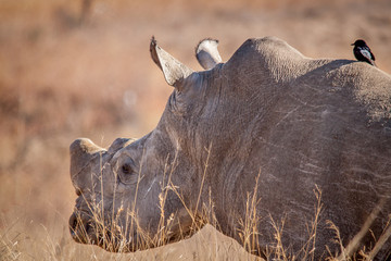 The Endangered White Rhino