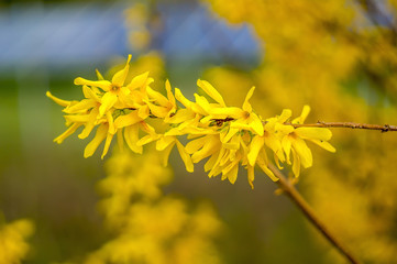 Frueh Jahr Forsythie Gold Regen Lenz Strauch zu Oster