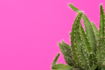 Cactus plant close up. Trendy pastel coloured minimal background with cactus plant.