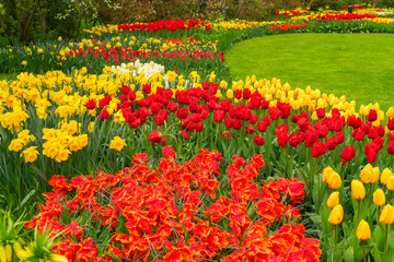 Obraz premium Pink and Red tulips